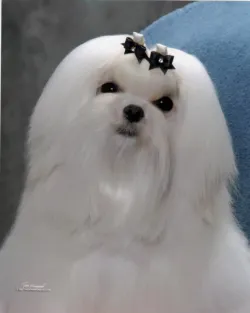 Bella Dolce Maltese Picture 6