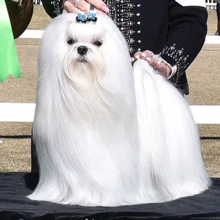Bella Dolce Maltese Picture 7