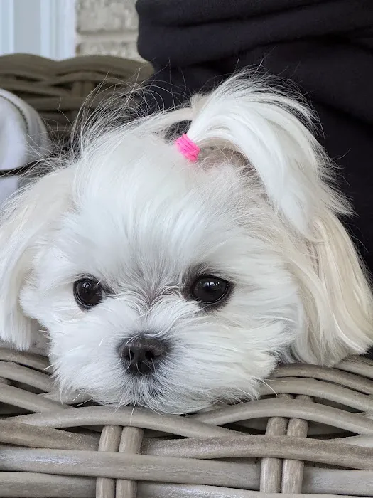 Bella Dolce Maltese Picture 8