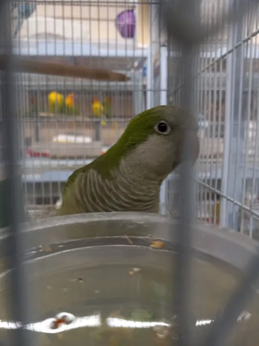 Tweety Brothers Pet Shop Picture 5