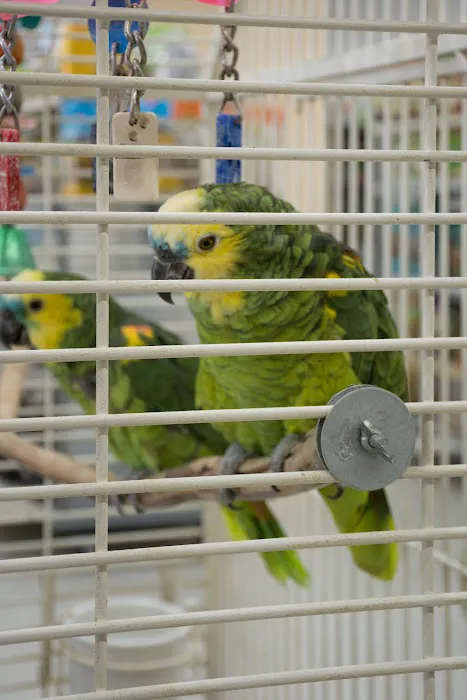 Tweety Brothers Pet Shop Picture 7