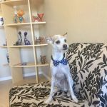 Le Doggie Pet Grooming