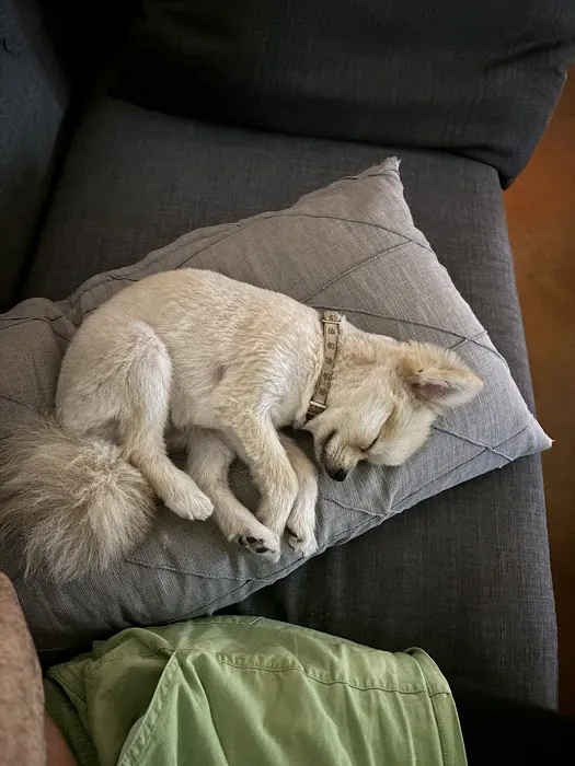 Le Doggie Pet Grooming Picture 4