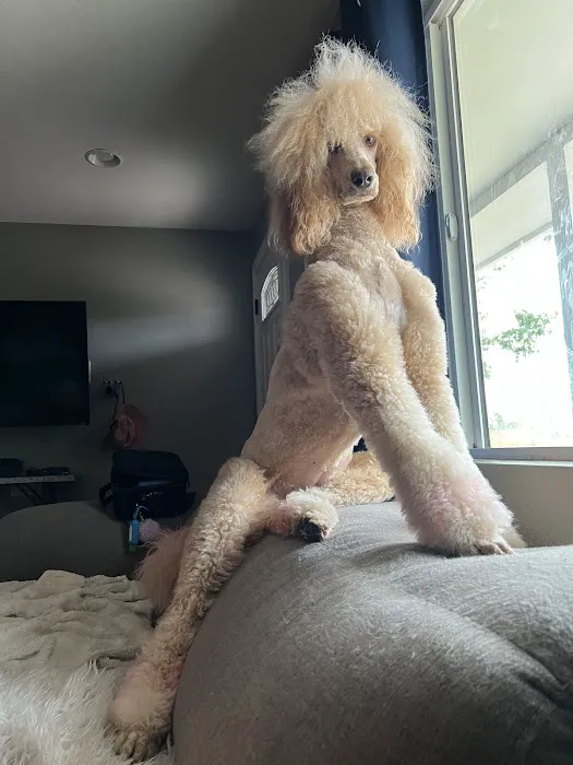 Le Doggie Pet Grooming Picture 3