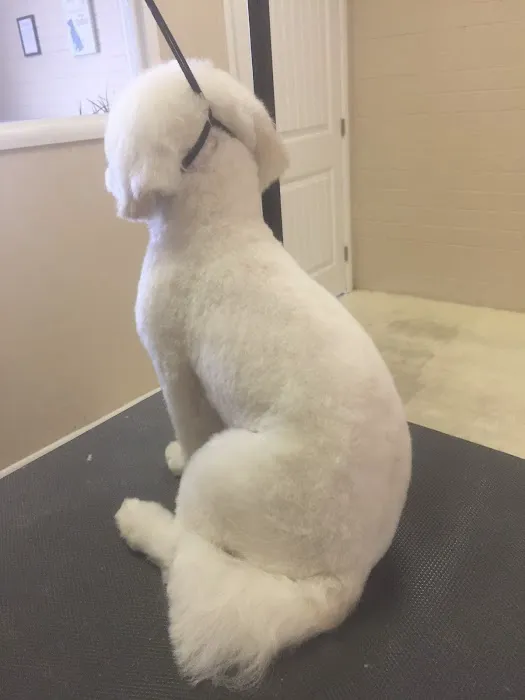 Le Doggie Pet Grooming Picture 7
