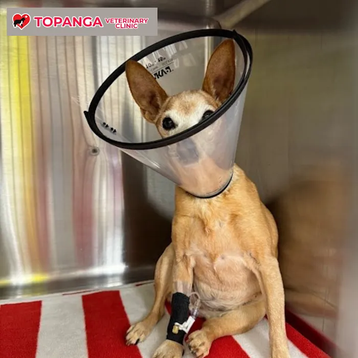 Topanga Veterinary Clinic Picture 7