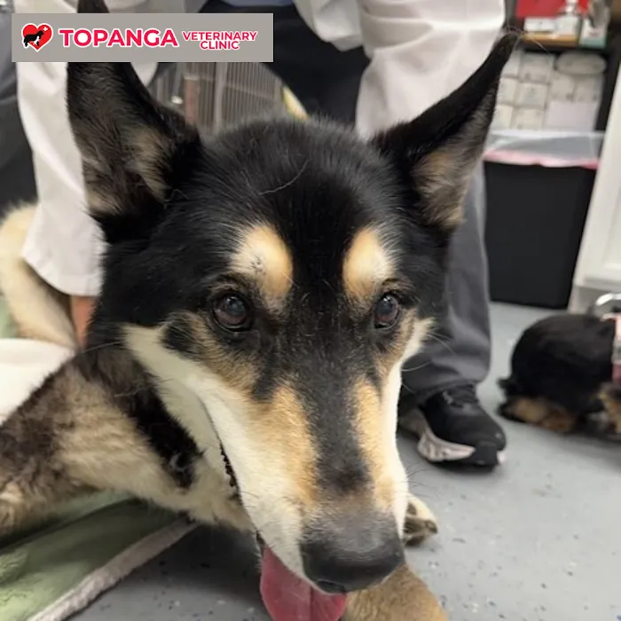 Topanga Veterinary Clinic Picture 8