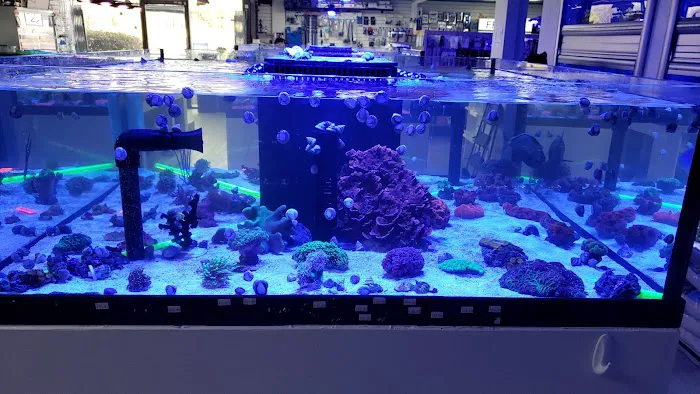 Limited Edition Corals Aquariums Picture 1