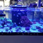 Limited Edition Corals Aquariums