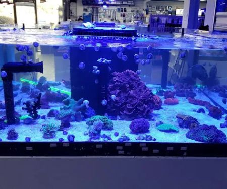 Limited Edition Corals Aquariums