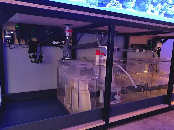 Limited Edition Corals Aquariums Picture 7
