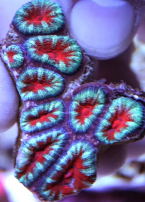 Limited Edition Corals Aquariums Picture 8