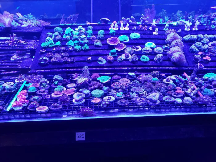 Limited Edition Corals Aquariums Picture 6