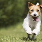 Gemcore Veterinary Services