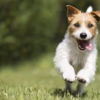 Gemcore Veterinary Services ico