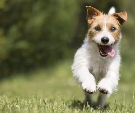 Gemcore Veterinary Services
