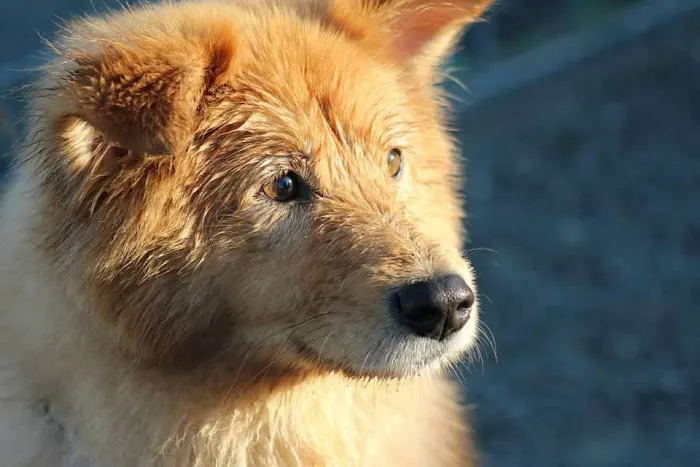 Gemcore Veterinary Services Picture 6