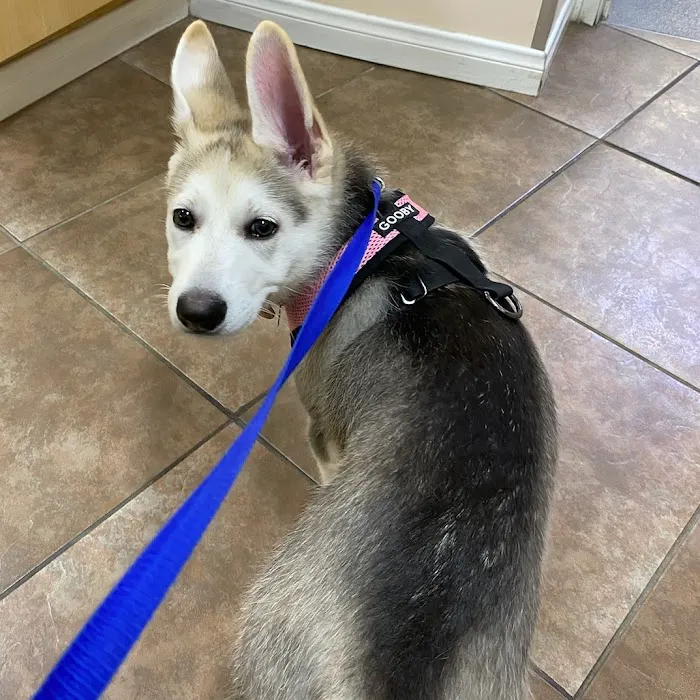 VCA Chatsworth Veterinary Center Picture 10