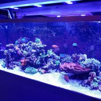 Kona Reef Az - Phoenix ico