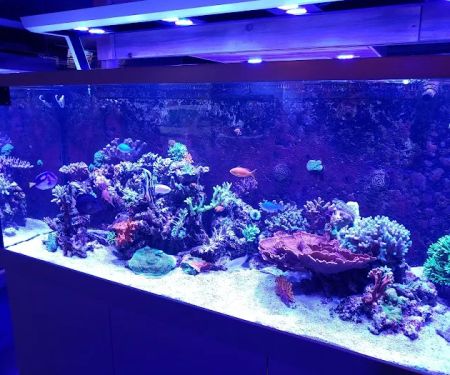 Kona Reef Az - Phoenix