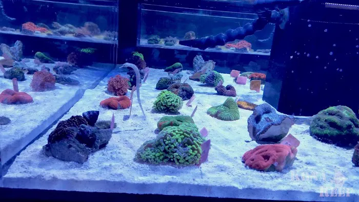 Kona Reef Az - Phoenix Picture 5