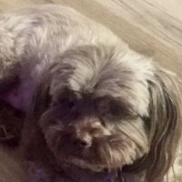 Devonshire Animal Hospital ico