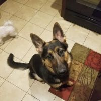 Nordhoff Veterinary Hospital ico