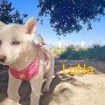 Woodland Hills Pet Clinic