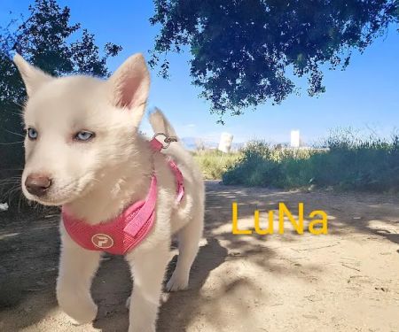 Woodland Hills Pet Clinic