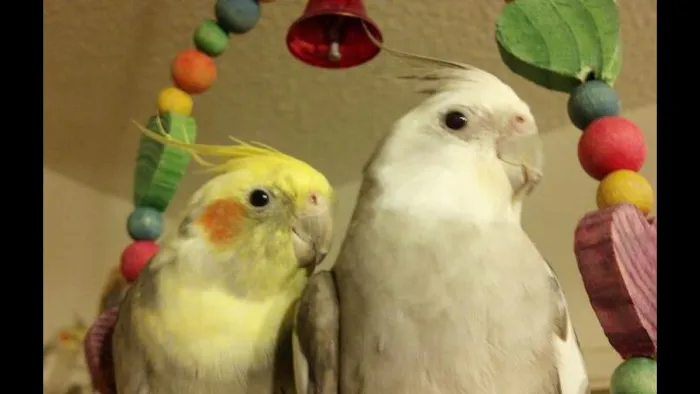 AZ Exotic Bird Rescue, Inc. Picture 10