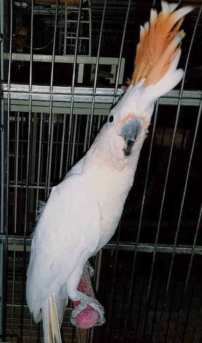 AZ Exotic Bird Rescue, Inc. Picture 6