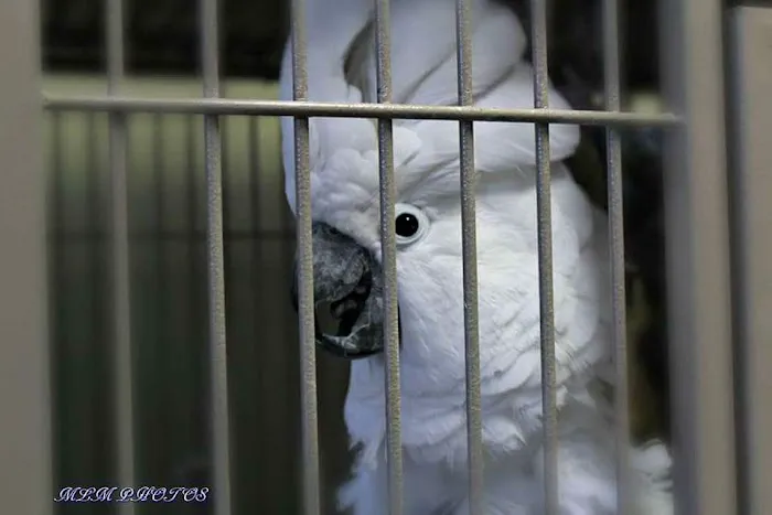 AZ Exotic Bird Rescue, Inc. Picture 8