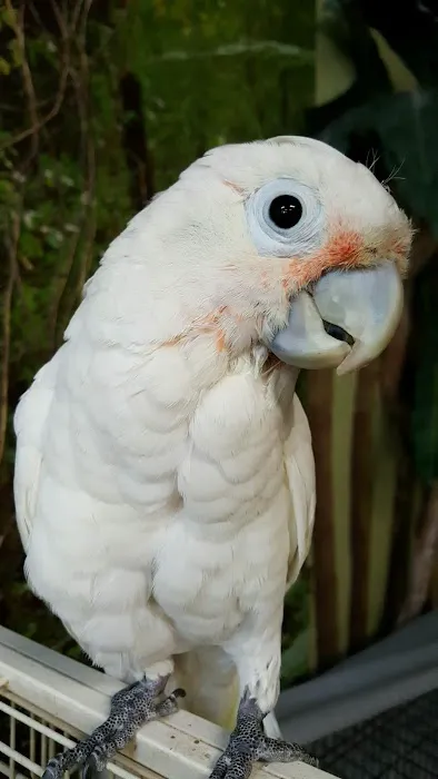 AZ Exotic Bird Rescue, Inc. Picture 9