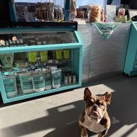 Paws Choose Us ico