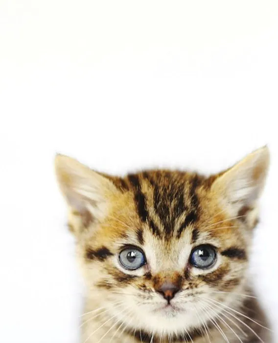 Malibu Vet Clinic Picture 2