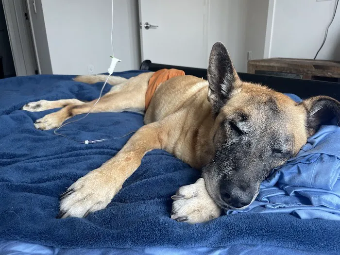 Malibu Vet Clinic Picture 5