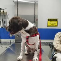Value Vet Canoga Park ico