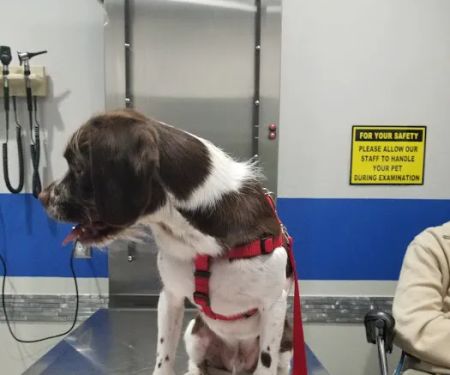 Value Vet Canoga Park