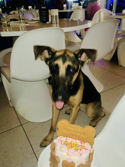 Donnie's Doggie Desserts LLC Picture 1