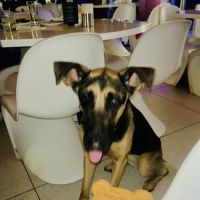 Donnie's Doggie Desserts LLC ico