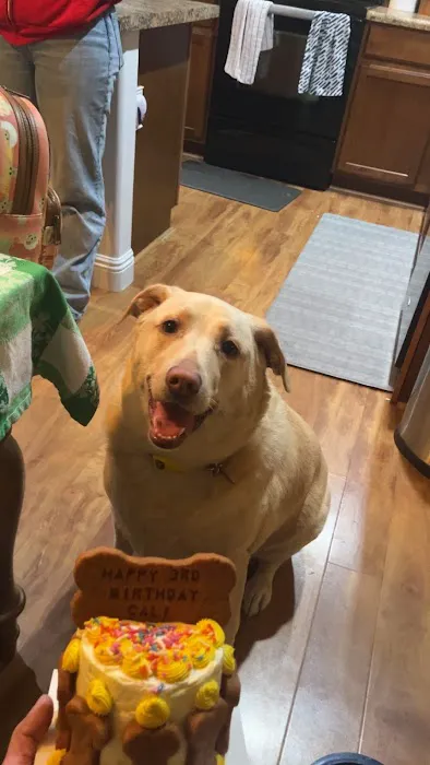 Donnie's Doggie Desserts LLC Picture 4