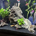 That Big Fish Store