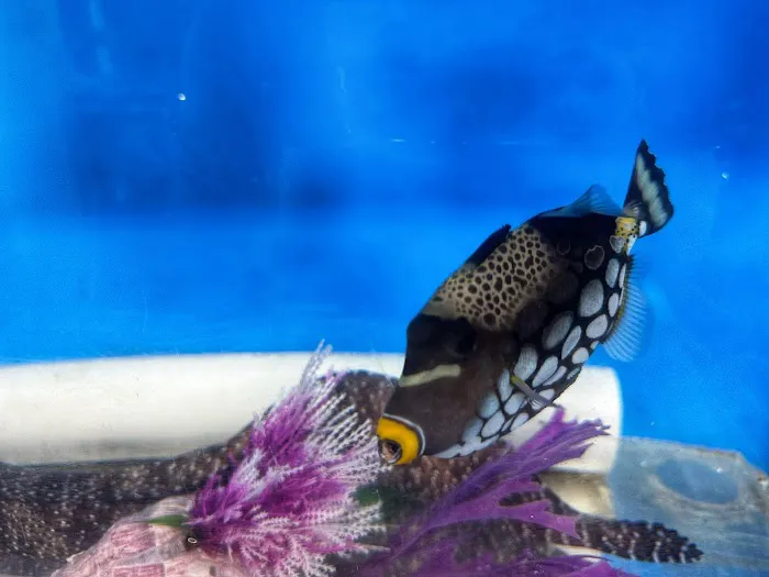 That Big Fish Store Picture 7