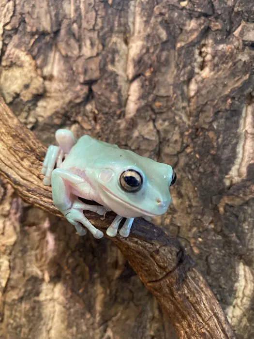 Moonshine Reptiles Arizona LLC Picture 1