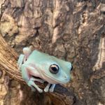 Moonshine Reptiles Arizona LLC