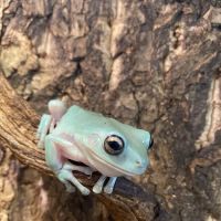 Moonshine Reptiles Arizona LLC ico