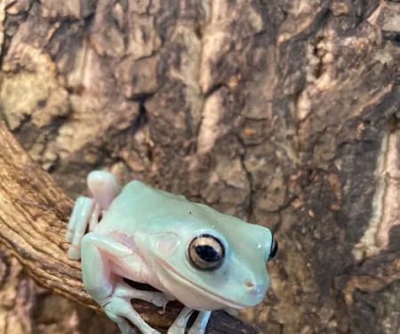 Moonshine Reptiles Arizona LLC