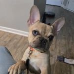 Warner Center Pet Clinic: Jackson Debra DVM
