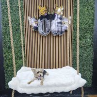 OG Pet Shop ico