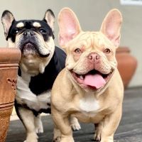 Warner Center Pet Clinic ico